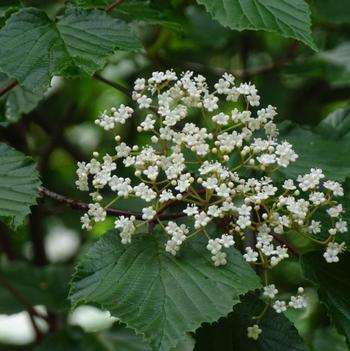 Lonicera morrowii 'Xanthocarpa' 