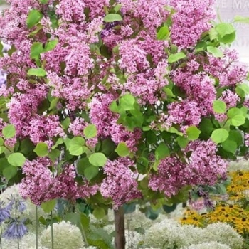 Syringa meyeri 'Anny2013-18' PP25132