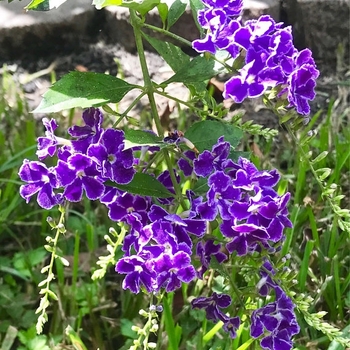 Duranta erecta 'Sapphire Showers' 