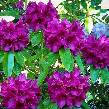 Rhododendron 'Edith Bosley' 