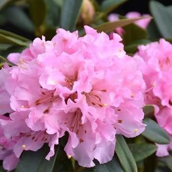 Rhododendron 'Christmas Cheer' 