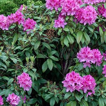 Rhododendron catawbiense 'Anah Kruschke'