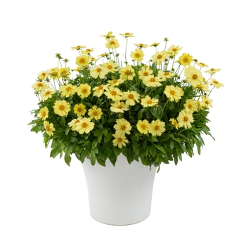 Coreopsis grandiflora 'Glow' PP23049P3