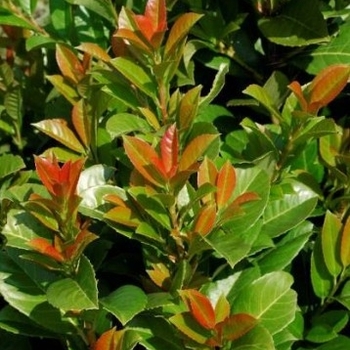 Prunus laurocerasus 'Anbri'