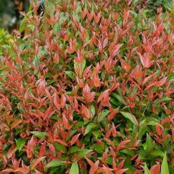 Nandina domestica 'Nansid11' PP34614