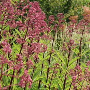 Eupatorium 'Phantom' PP18354