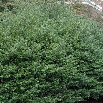 Ilex crenata 'Convexa' 