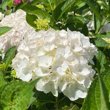 Hydrangea macrophylla 'Sister Theresa' 