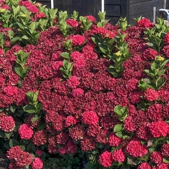 Hydrangea macrophylla 'Hokomac' PPAF
