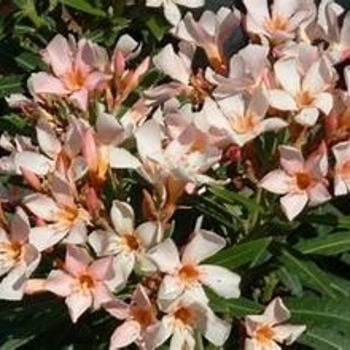 Nerium oleander 'Petite Salmon' 
