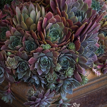 Sempervivum 'Royal Ruby' 