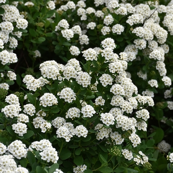 Spiraea betulifolia 'Tor' 