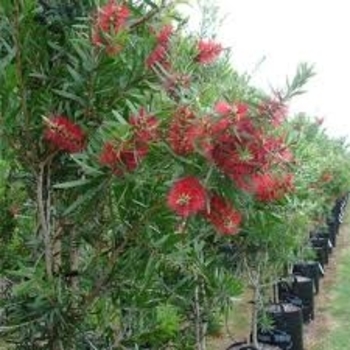 Callistemon rigidus 'Red Cluster' 