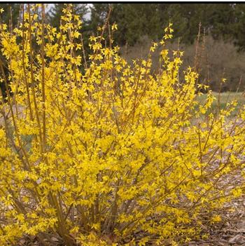 Forsythia x intermedia 'Sunrise' 