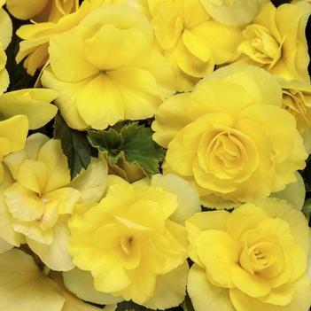 Begonia boliviensis 'Miss Malibu' USPP 15,153