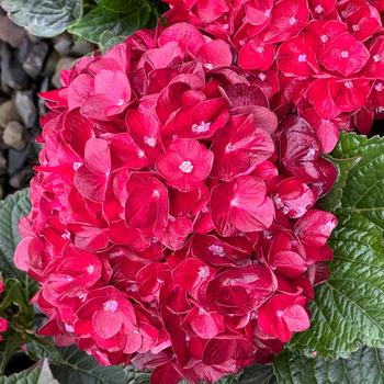 Hydrangea macrophylla 'Hokocentennial'
