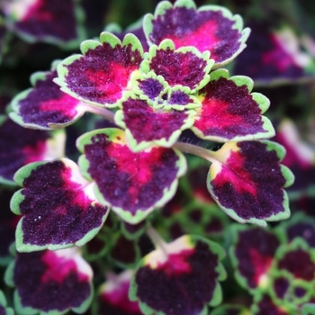 Coleus 'Great Falls Angels' 