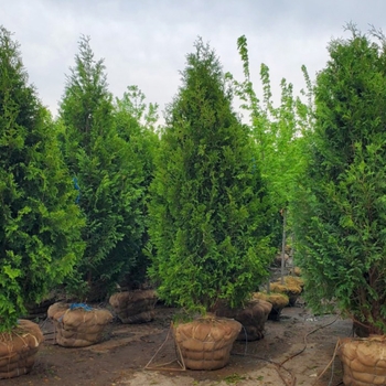 Thuja occidentalis 'Dark Green' 