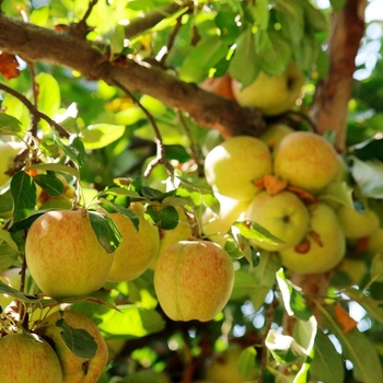 Malus pumila 'Honeygold'
