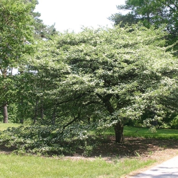 Crataegus crus-galli