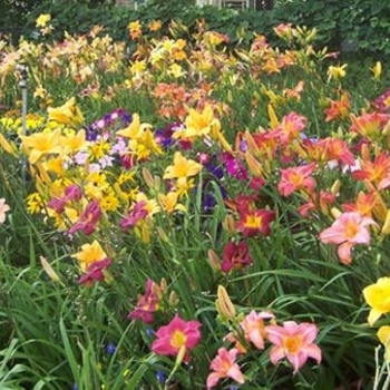 Hemerocallis 'Yangtze' 