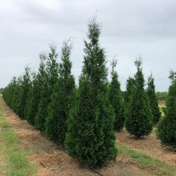 Thuja occidentalis 'Hetz Wintergreen'
