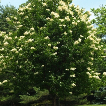 Syringa pekinensis 'WFH2' 19,360