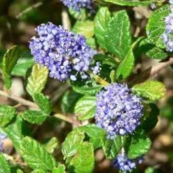 Ceanothus griseus var. horizontalis 'Diamond Heights' 
