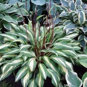 Hosta 'Cherry Berry'