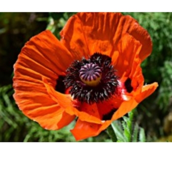 Papaver orientale 'Allegro' 