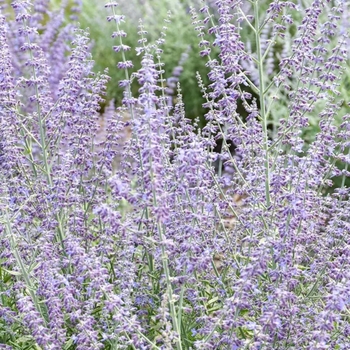 Perovskia 'Prime Time'