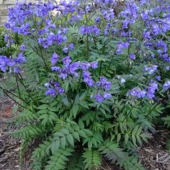 Polemonium 'Purple Rain Strain' 