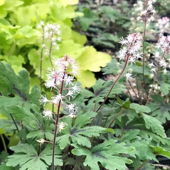Tiarella 'Timbuktu' 