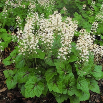 Tiarella cordifolia 'Brandywine' 