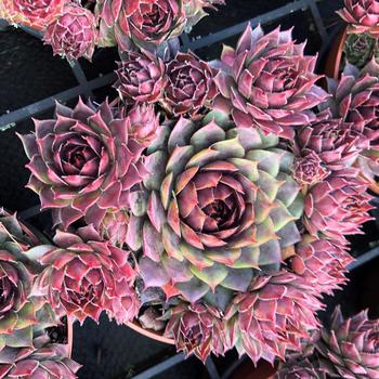 Sempervivum 'Belsemmag2' PP35616