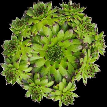 Sempervivum 'Belsemgrel;' 