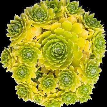 Sempervivum 'Belsemyel2' PP35211