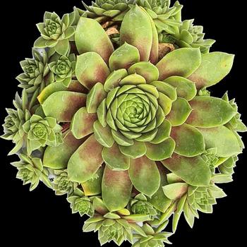 Sempervivum 'Belsemcha1' PPAF