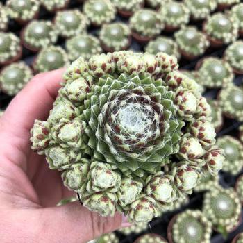 Sempervivum 'Belsemcob1' 