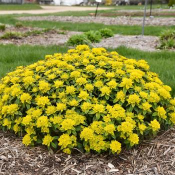 Euphorbia 'Urge to Splurge' (325447)