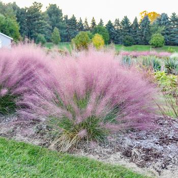 Muhlenbergia capillaris 'Candy Floss'