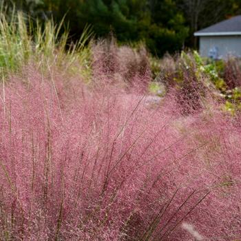 Muhlenbergia capillaris Prairie Winds® 'Candy Floss' (325451)