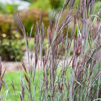 Andropogon 'Blue Steel' PPAF