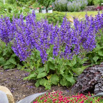 Salvia 'Dark Sky' PPAF