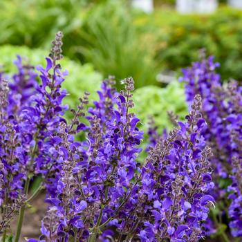 Salvia Living Large™ 'Dark Sky' (325457)