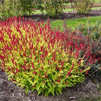 Persicaria amplexicaulis 'Glowing Reviews'