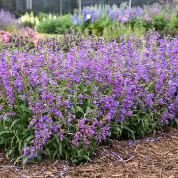 Penstemon barbatus Bejeweled&trade; 'Lavender Sapphires' (325461)