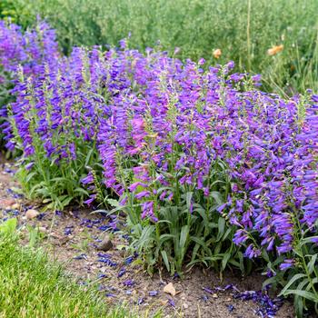 Penstemon barbatus Bejeweled&trade; 'Lavender Sapphires'