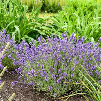 Lavandula angustifolia 'Summer Serenade' (325463)