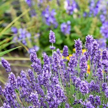 Lavandula angustifolia 'Summer Serenade' PPAF